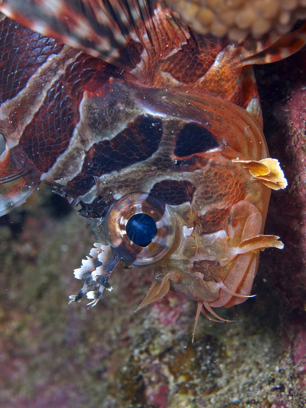 Lion Fish, Sabang Wreck